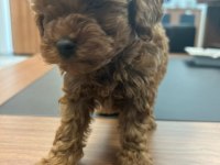 TOY POODLE RED BROWN
