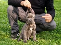Cane corso blue yavrumuz erkek