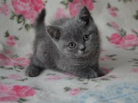 British shorthair yavruları