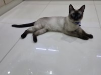 Orjinal Siyam Kedisi 6 Aylık