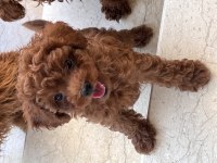 ORJİNAL ERKEK KOREA POODLE YAVRULARIMIZ