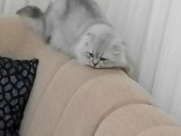 Damızlık scottish fold kedisi