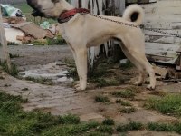 6 aylık Aslan parçası
