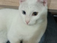 Yakışıklı kedimiz Pati sahiplendiriyorum