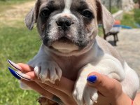 Merhaba ben coco bulldog