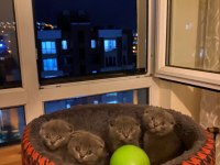 Scottish fold
