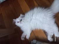 Chinchilla Pamuk şekerler