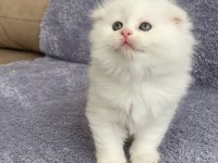 TÜY YUMAKLARI SCOTTİSH FOLD KEDİLER YENİ AİLESİNİ ARIYOR