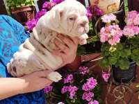 SİTENİN EN RENKLİ EN MÜTEVAZİ BULLDOG ŞEKERLERİ