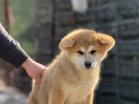 Üç Aylık Akita İnu