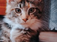 Maine coon yavrular full şecereli