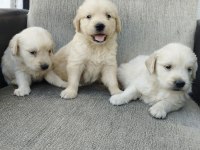 Golden bebekler