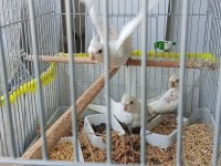 45 günlük albino sultan papağanı yavrular