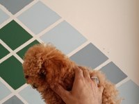 Kore ayarı dişi minyatür poodle