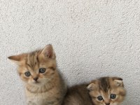British shorthair ve scottish hazır kediler