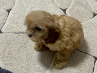 Orjinal bebek surat el boyutunda maltipoo