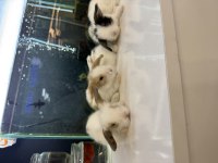 HOLLANDA LOP TAVŞAN YAVRULARI CİTYPETSHOP