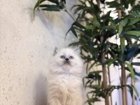 DİŞİ BRITISH LONGHAIR BLUE POİNT YAVRULARIM 