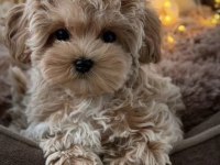 En özel kore maltipoo yavruları