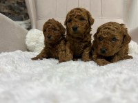 Muhteşem tüy yapısına sahip kore poodle yavrularımız