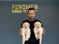En Güzel Golden Retriever Yavruları