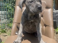 Cane corso köpeğimiz