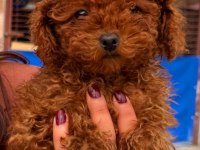 Toy poodle yavrularımız yeni yuvalarına gitmeye hazır