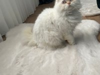 SCOTTİSH LONGHAİR YAVRULAR