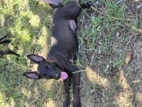 Malinois 75 günlük dişi