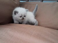 Dişi Exotic Bebeğimiz