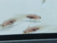 Axolotl 5 6 7 cm