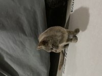 Ücretsiz british shorthair sahiplendirme sokakta bulundu