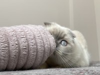 Erkek British Shorthair sahiplendirilecektir