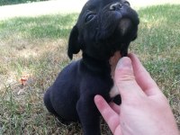 ırk harikası küt burun french bulldog
