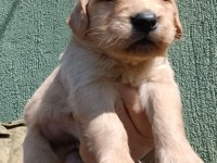 Sağlıklı Mükemmel Golden Retriever Yavrularımız