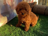 Toy Poodle red brown mini boy yavrular