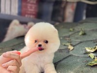 SAĞLIK VE IRK GARANTİLİ POMERANİAN KÖPEĞİMİZ