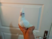 Ter temiz albino sultan papağanı yavrular