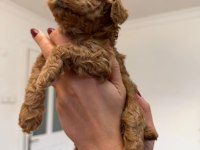 Mini poodle izmir