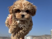 Ankarada ziyarete açık tea cup kore maltipoo