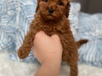 Orjinal TOY BOYUT Red brown poodle yavrular