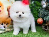 Pomeranian yavrumuza yuva arıyoruz