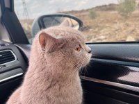 ÜCRETSİZ SAHİPLENDİRİLECEK KEDİMİZ