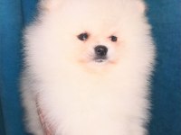 Mükemmel kalite ultra mini pomeranian boy 2kg geçmeyecek