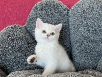Maviş bebek kediler