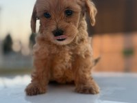 Masal Gibi Yavrular Maltipoo Aşkına!