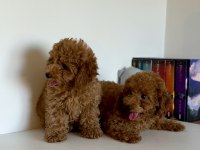 Bir dişi ve bir erkek toy poodle