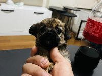 Minyatür pinscher