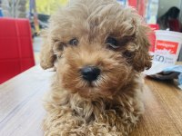 Poodle ayarında maltipoo