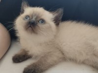Blue point british shorthair yavru yeni yuva arıyor